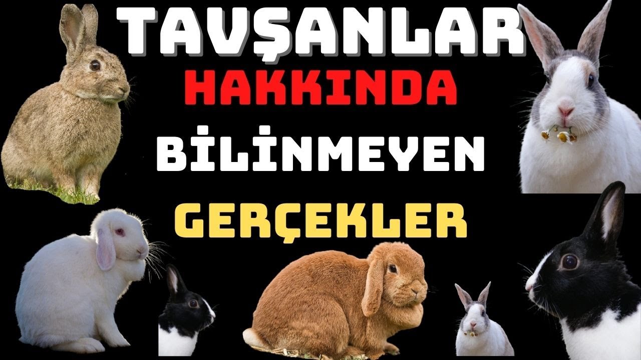 Tavşanlarla ilgili bilgiler/Tavşanların türleri/TAVŞANLARLA İLGİLİ ŞEYLER.