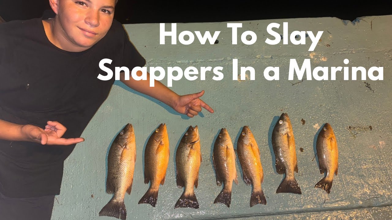 How To Slay Snappers in a Private  Invite Only  Marina ( MIAMI)