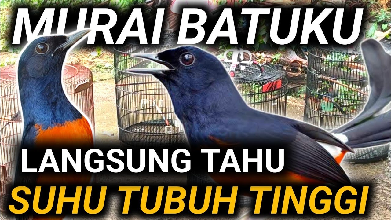 FULL - LIHAT INI MURAI BATU METABOLISME CEPAT SUHU TUBUH TINGGI | DRK MURAI BATU TERBARU