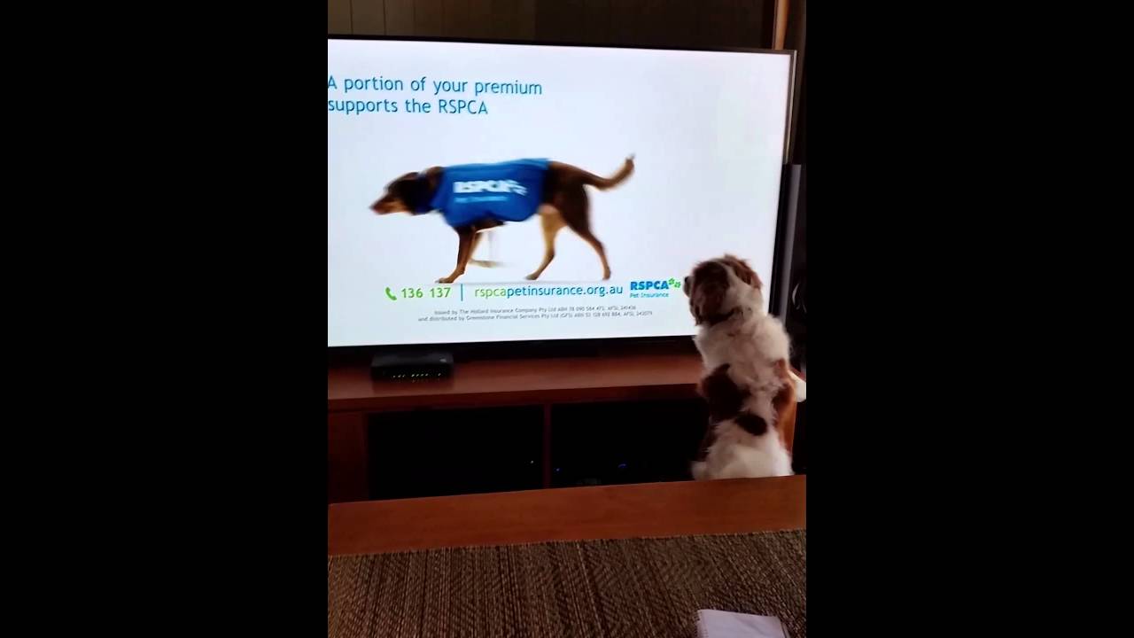 Charlie loooves the rspca advert