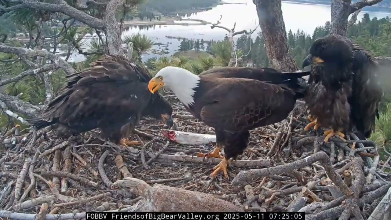 Sunny y Gizmo descubren el cielo con Jackie y Shadow, Big Bear Valley” 🦅✨