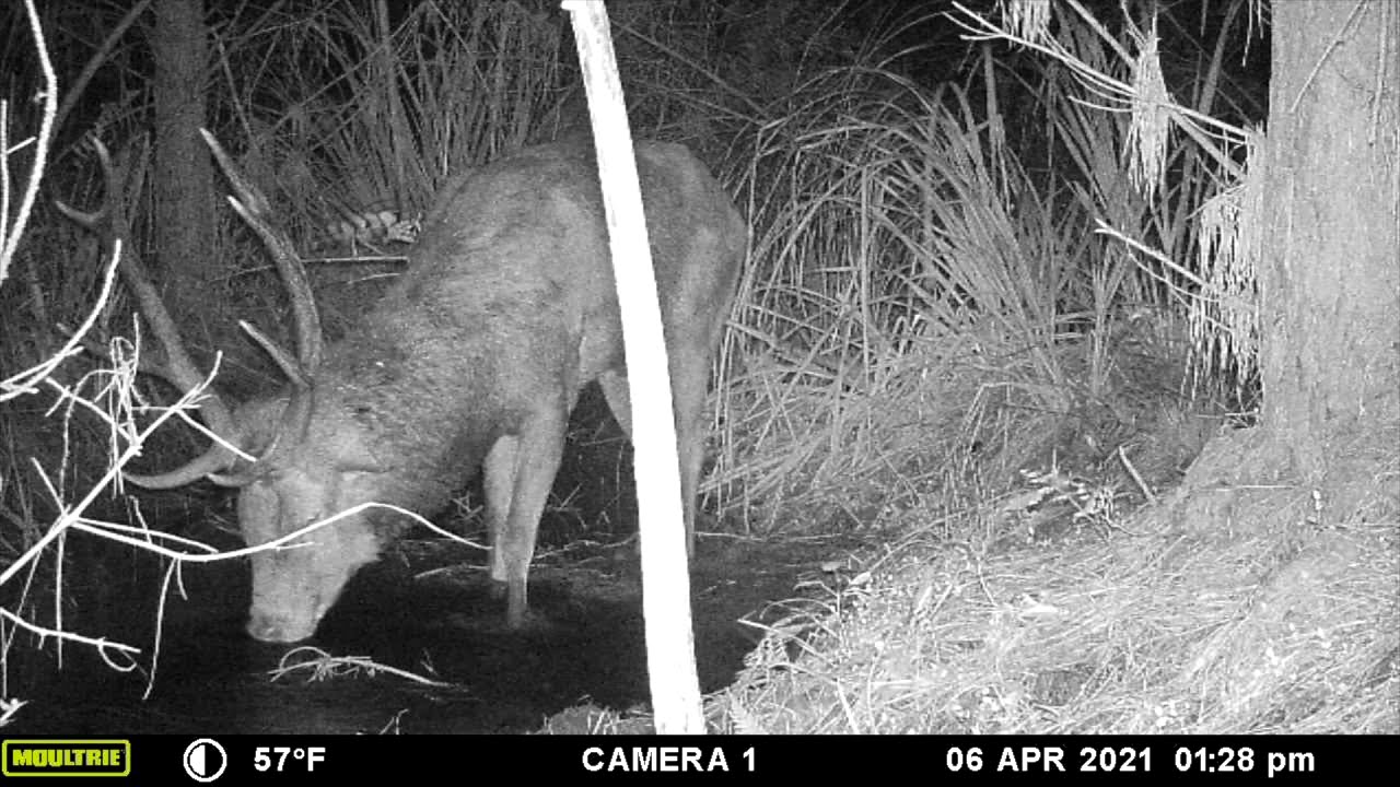 Game Camera Red Deer NZ 2021