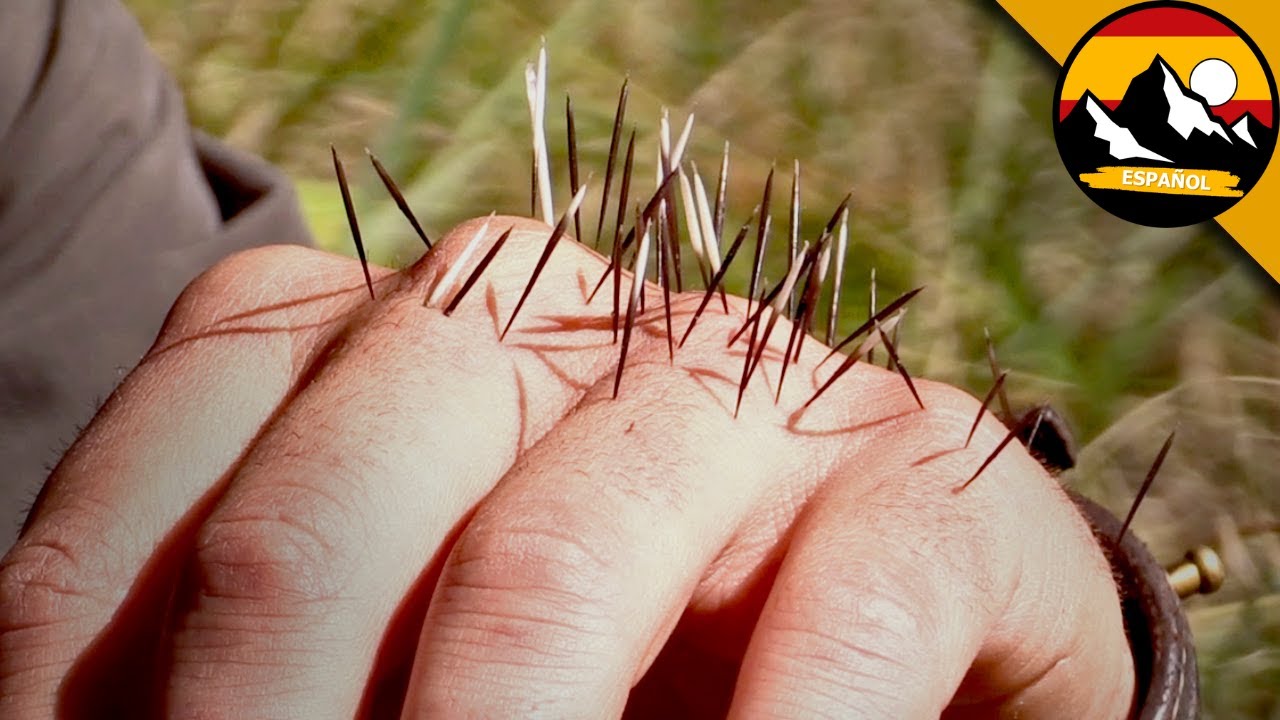 EL PUERCOESPÍN QUE TE HARÁ CAMBIAR DE OPINIÓN SOBRE LOS ANIMALES SALVAJES | Brave Wilderness Español