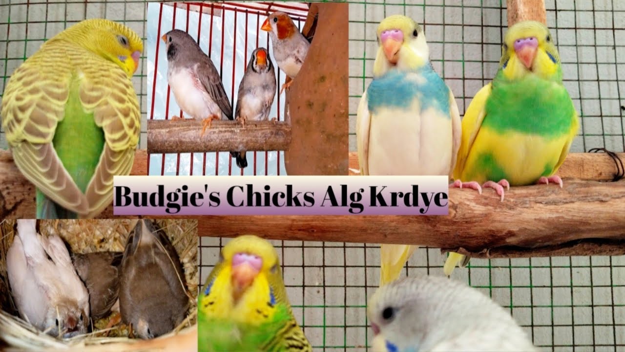 🐣 Budgies Chicks Separate krdye & Finches Chicks Bary Ho Gaye! 😍 | Baby Birds Update | 