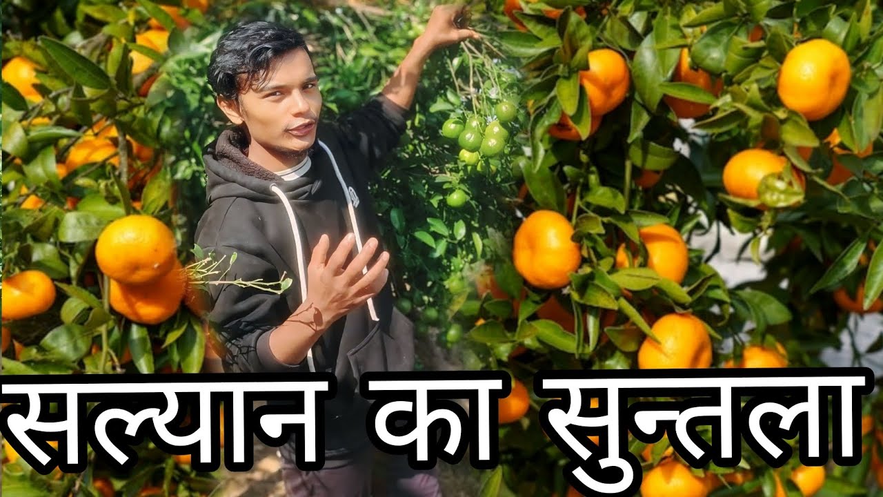  Suntala Kheti in nepal 🍊  1 बर्ष मै 10 करोड  🤔😏  Orange Farming in Nepal 