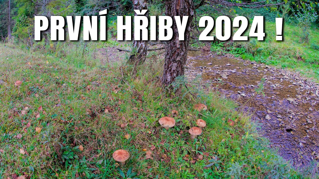 První hřiby 2024