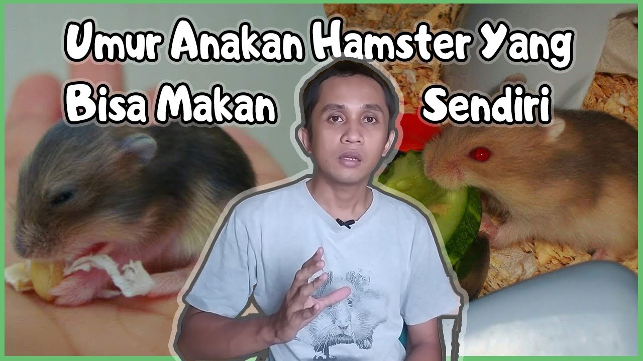 Penjelasan Mengenai Umur Anakan Hamster Yang Bisa Makan Sendiri