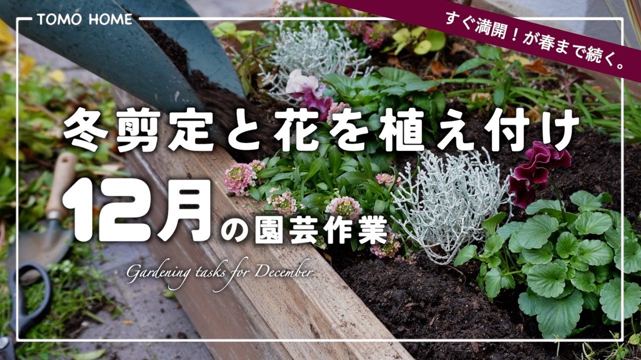 【今やっておきたい】アナベルなどの剪定と一年草を植栽【夏の花の採種】