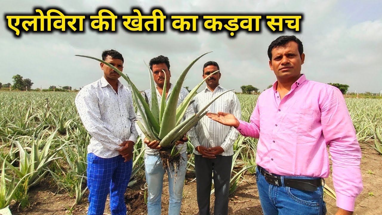 एलोविरा की खेती में धोखा कड़वी सच्चाई कॉन्ट्रैक्ट फार्मिग Aloevera ki kheti |Alovera Contract Farming