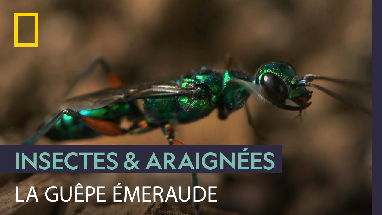 Le secret macabre de la gu&ecirc;pe &eacute;meraude