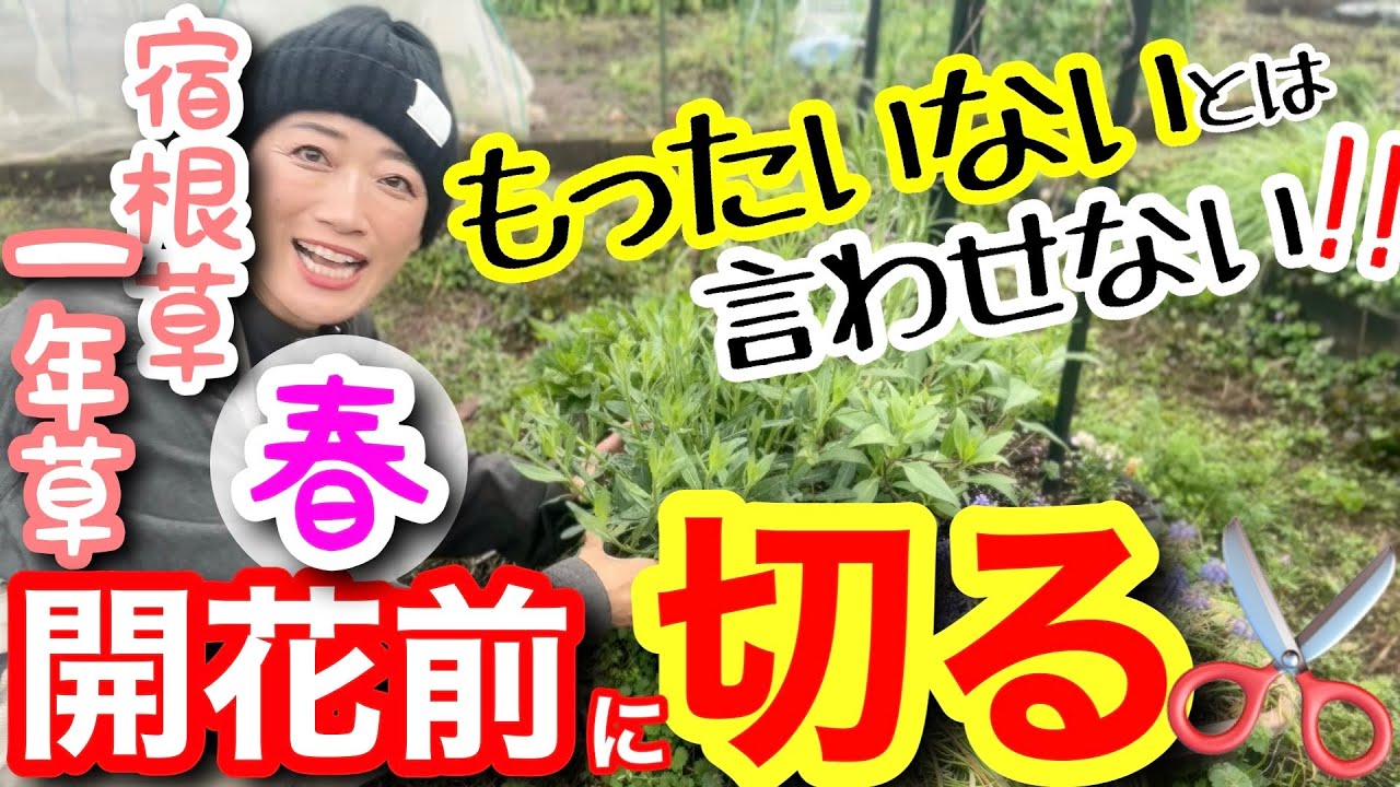 【宿根草・一年草】今切らないと損！花が2倍になる春の切り戻し術✂️開花前からハサミを入れるポイント☝️やっていい草花・ダメな草花をすべて解説🤗悩みの種の倒伏だって一発解決‼️【ガーデニング】
