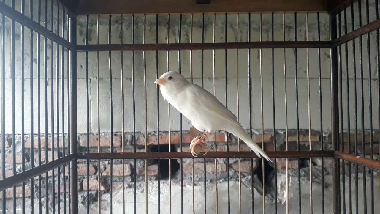Kenari Standart Kecil Tapi Kicauannya Bikin Pecinta Burung Kenari Langsung Terpesona