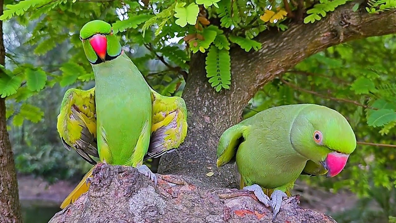 Ringneck Parrot Calling Sounds