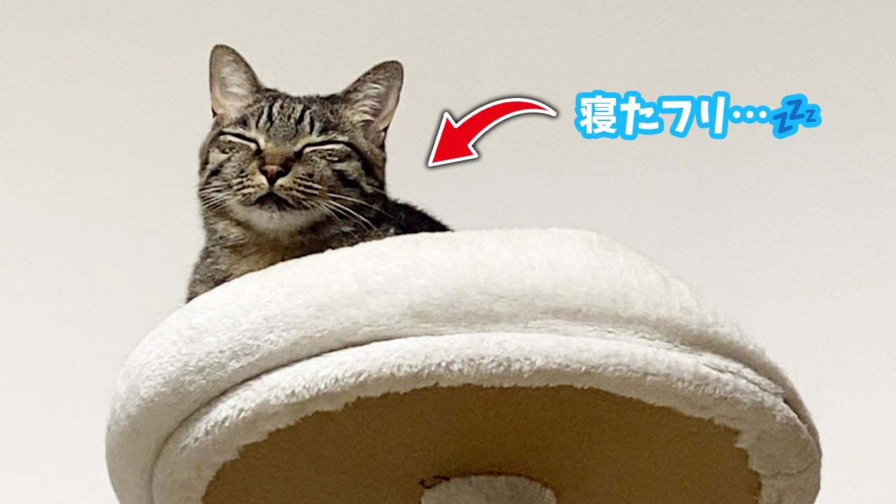 寝たフリをしてごはんを待つ猫がこちら…