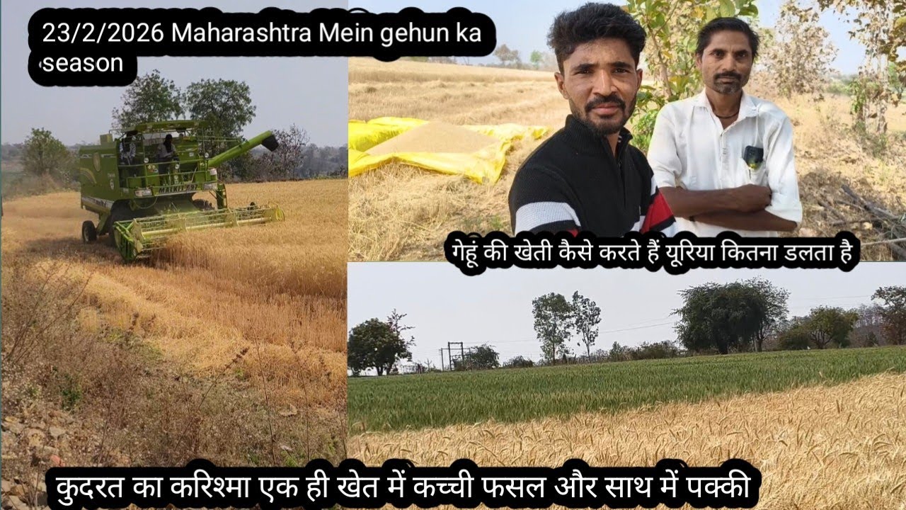 आज हुई गेहूं की कटाई महाराष्ट्र में खेत कैसे होते हैं और गेहूं में कितना यूरिया डालते हैंMaharashtra