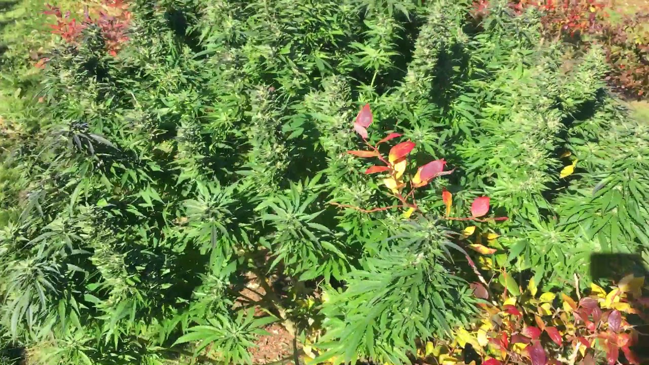 (Durban Thai-High Flyer x C99) x (ESB x Durban) by Fleur du Mal Seeds