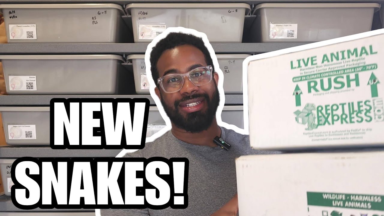 What's In The Box!? New Ball Python Project!