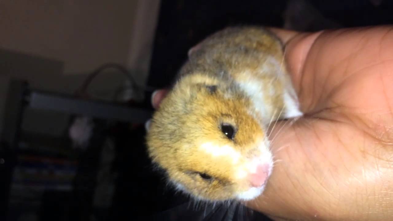Amazing Video, Dead hamster brought back to life.