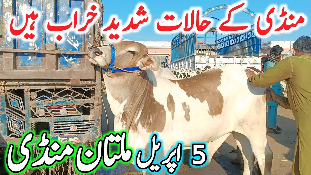 Today Multan Cow Mandi Fresh Latest Update | Cholistani Sahiwal Bachre Brahman Cows | Cow Mandi 2025