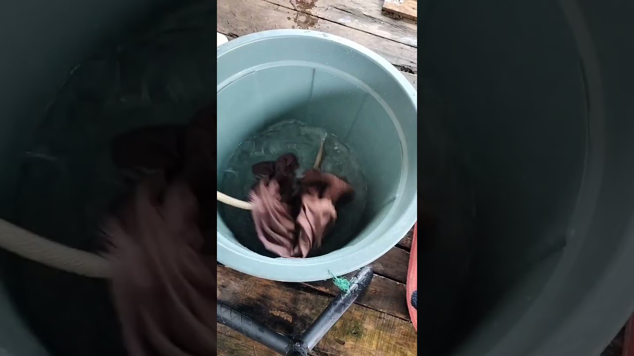 mencuci tiga hari sekali.