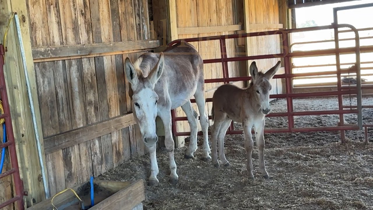 Raising Donkey Jacks
