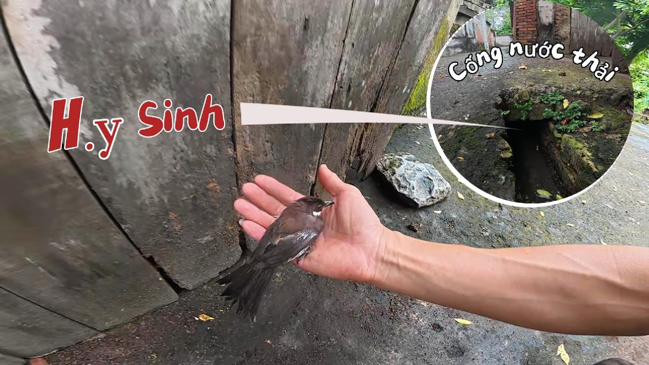 [2h] Chào Mào Non Gặp Sự Cố Dính Mưa Rơi Vào Cống Nước Thải Xém Chút 