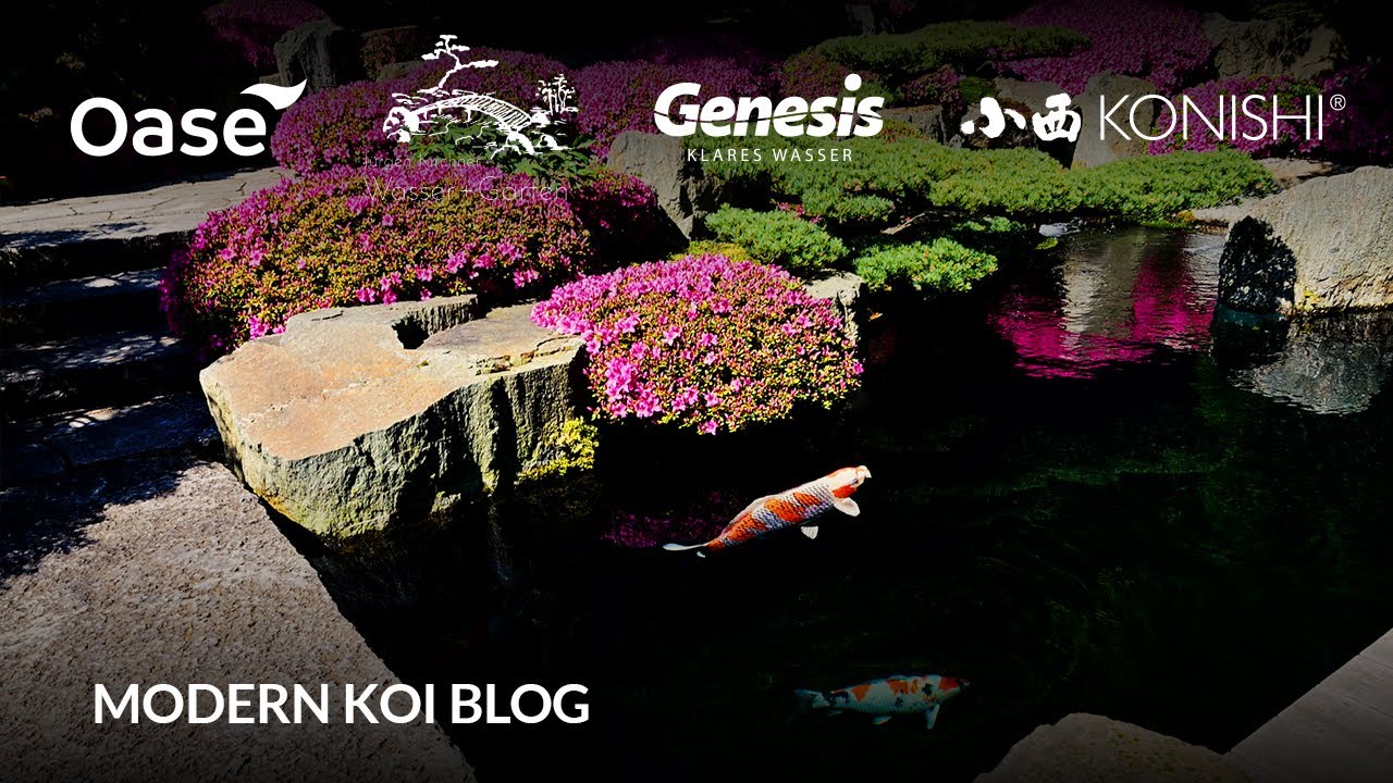 Modern Koi Blog #5959 - Die Koi und die Filtertechnik in Jürgen Kirchners Show Japangarten
