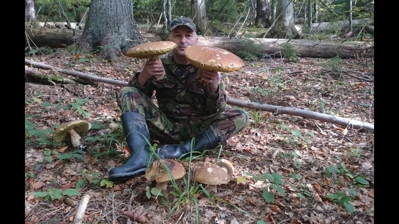Boletus 2024./Mushrooms #Edulis #Funghi #pilze #grzyby #porcini
