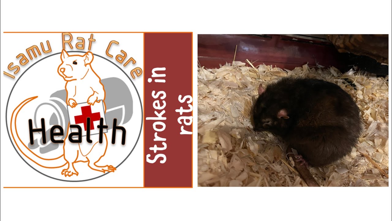 Strokes in rats