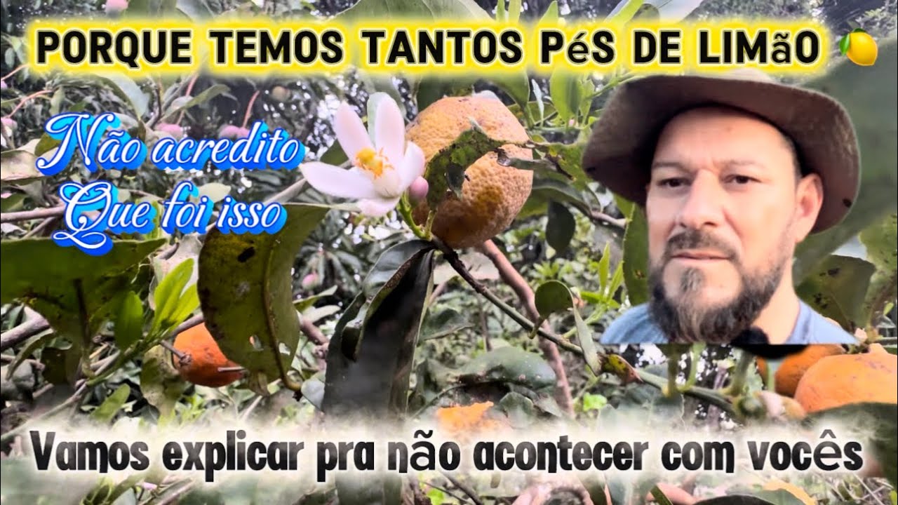Porque temos tantos pés de limão 🍋 