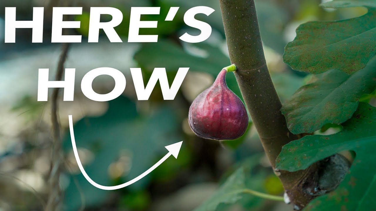 Grow Figs from Twigs