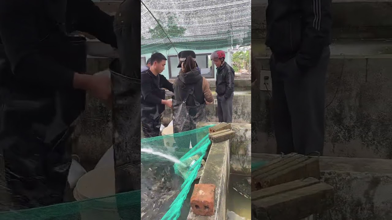 @cadacsan ✅ Báo Giá Trại Cá Giống Miền Bắc #cágiống #chuốihoa #cárôphi @carpvietnam @carovietnam
