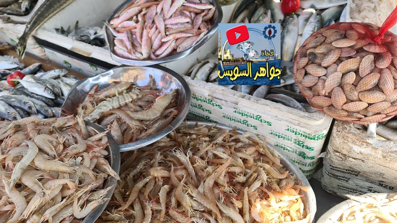 @صباح أسماك العنبك من أبو شهد بأبراج السحاب السويس.