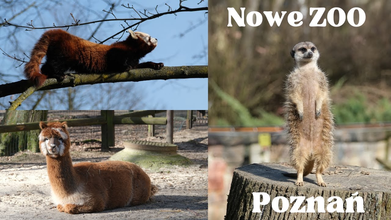 Zwiedzanie Nowego Zoo w Poznaniu : Spacer po dzikiej krainie