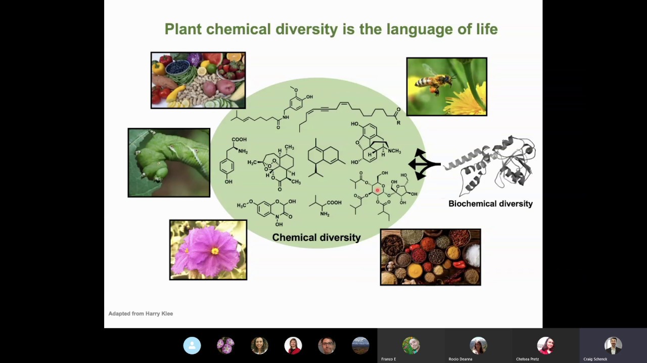 Craig Schenck: Fruit-Localized Structure for Specialized Metabolite Secretion in Tomatillo