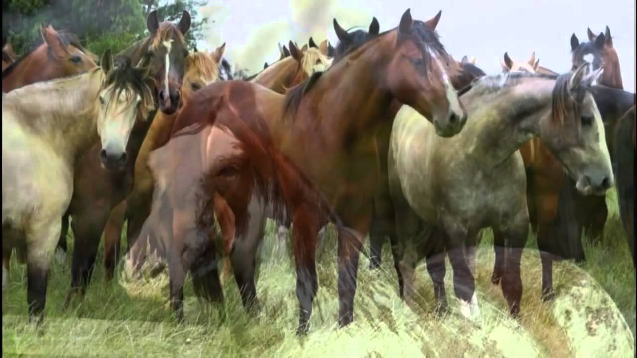 Me quedo con un Criollito   Los Orilleros 720p