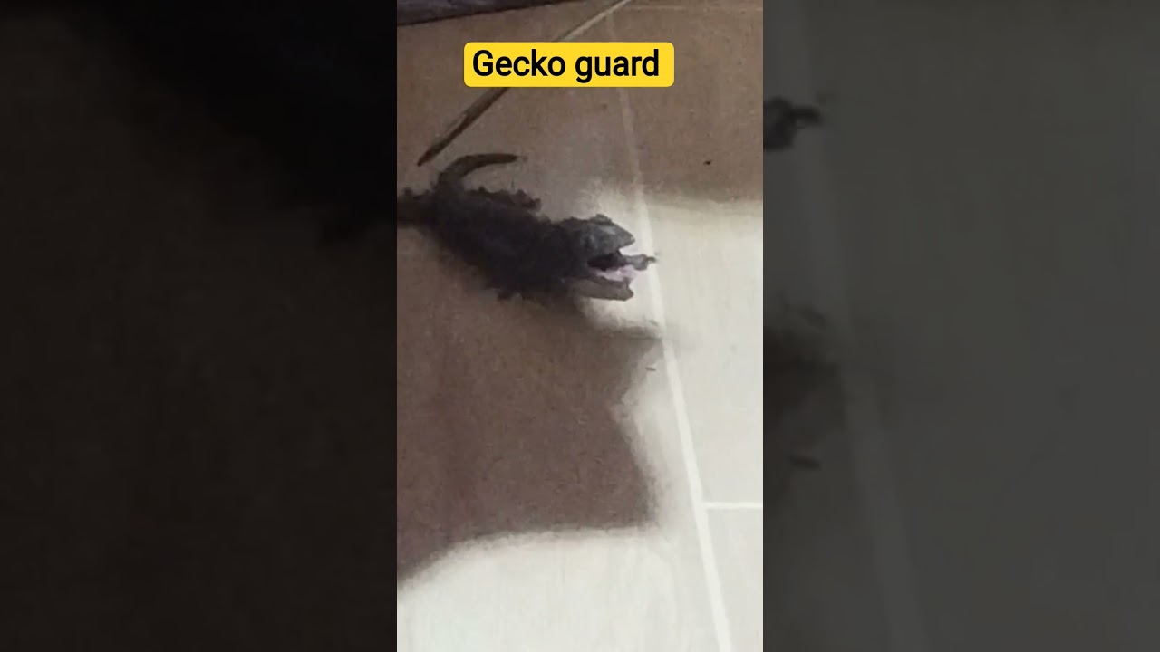 #gecko #animalbirthday #animalfriendshipgoals #cute #petbirthday #animalmanure #funny