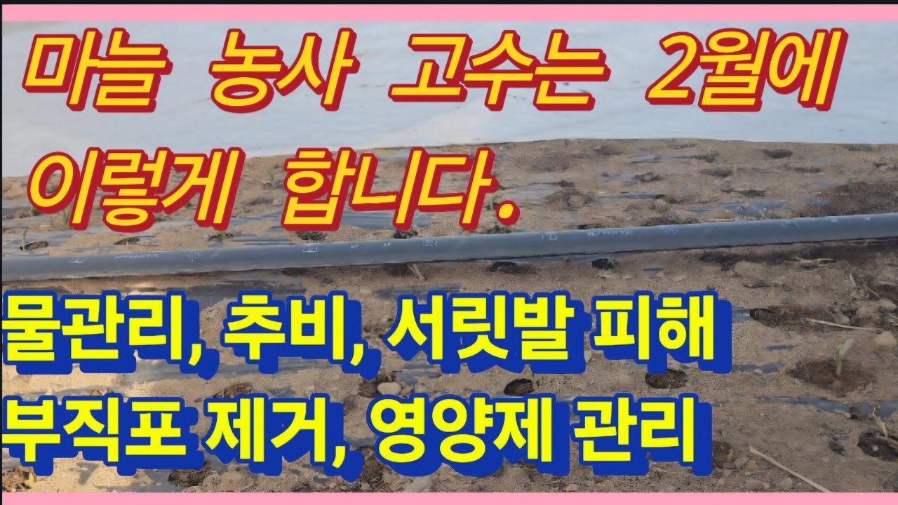 마늘 농사 고수는 2월에 이렇게 합니다.(농사싀 신)