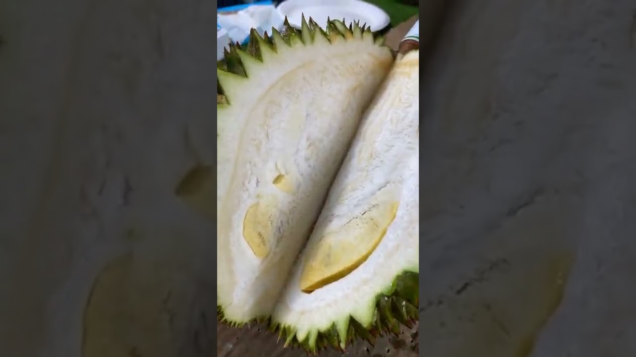 LIVE สดกินทุเรียนพันธุ์ ทองหล่อ , กระดุมสีนาก , ละอองฟ้า | ลุงหมูป้าตุ้ยพันธุ์ไม้