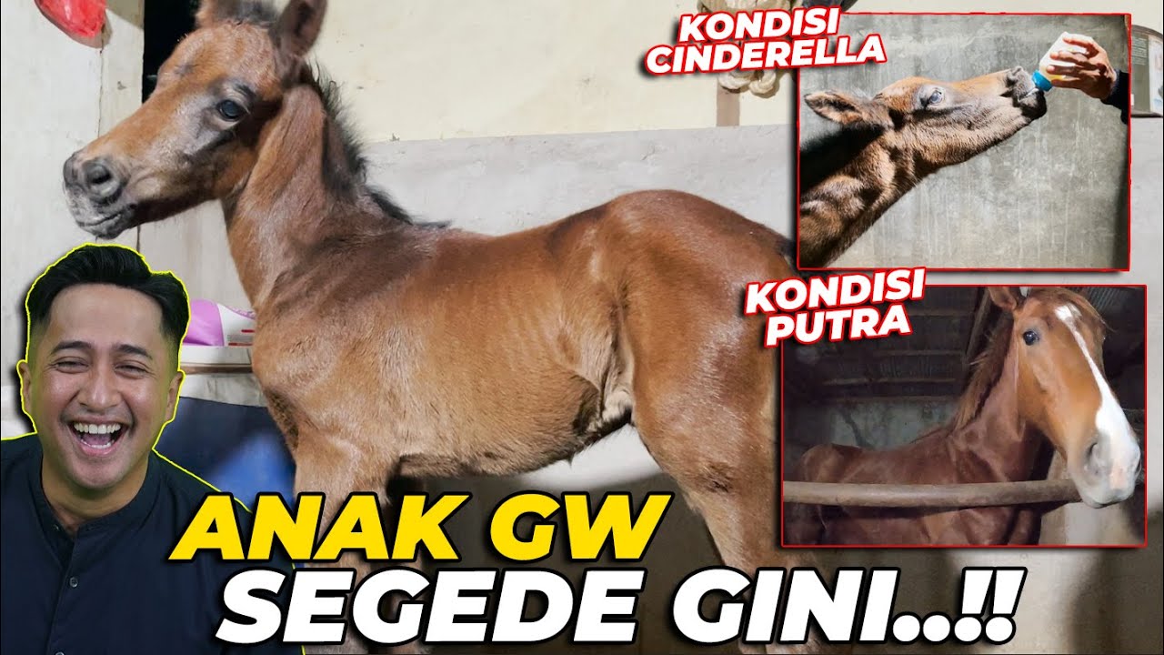 KAGETTT..! BEGINILAH K0NDISI KEDUA ANAK GW SETELAH PERJUANGAN SANG KUDA SI PUTRI..!