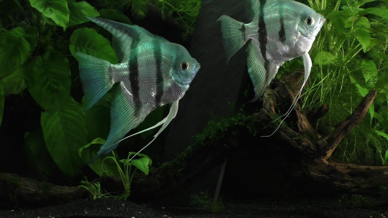 The Complete Life Cycle Of The Freshwater Angelfish