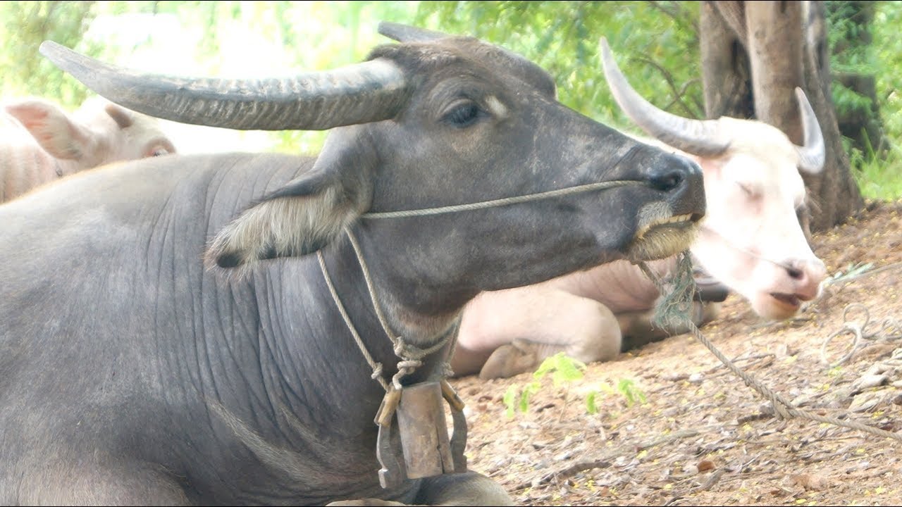 Buffalo Introduction ควายดำ ควายเผือก ไทยอีสาน