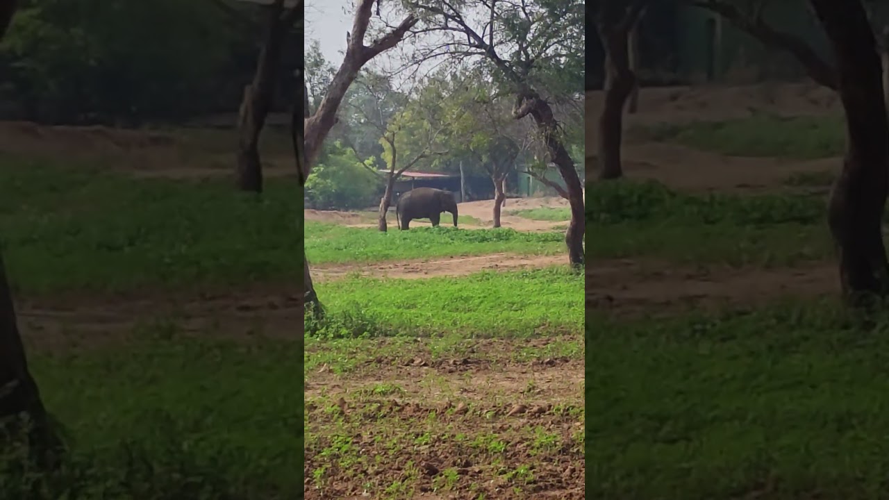 Nezuko ka finally mota haathi se meet up hogaya. #shorts #cutebaby #elephant #vlog #trendingshorts