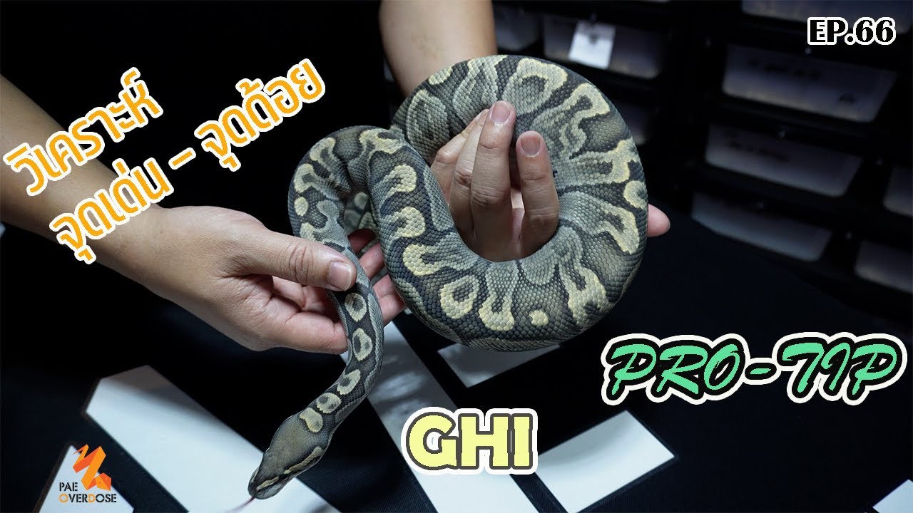 PRO-TIP วิเคราะห์ จุดเด่น-จุดด้อย - GHI
