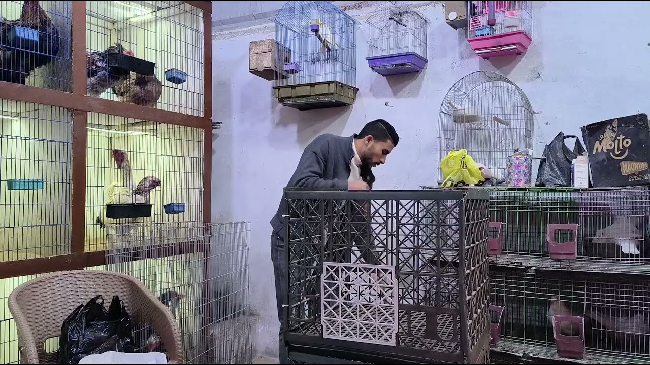 ولاول مره سلاكه اربع ادوار بلاستيك بالكامل وجمعها بنفسك بطريقه سهله جدا 😍💯🐓 #سلاكات