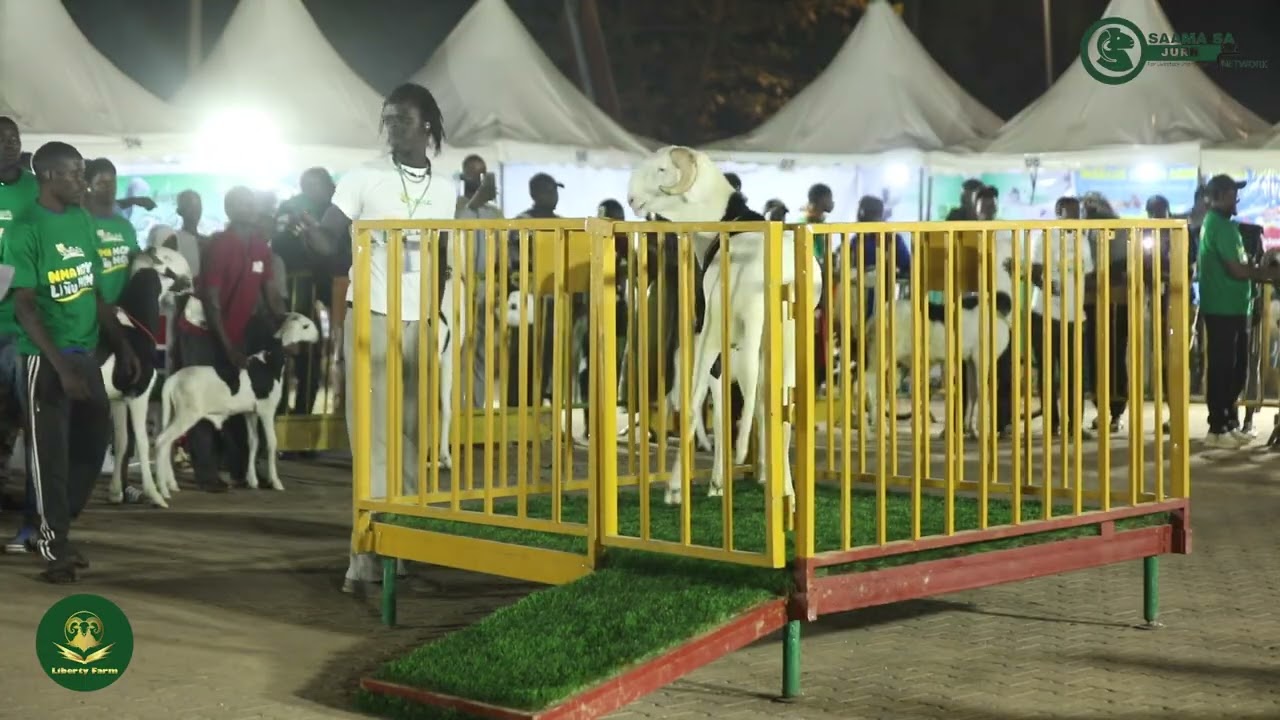 Day 3 at the Livestock Trade Fair was 🔥! The main competitions officially kicked off. 