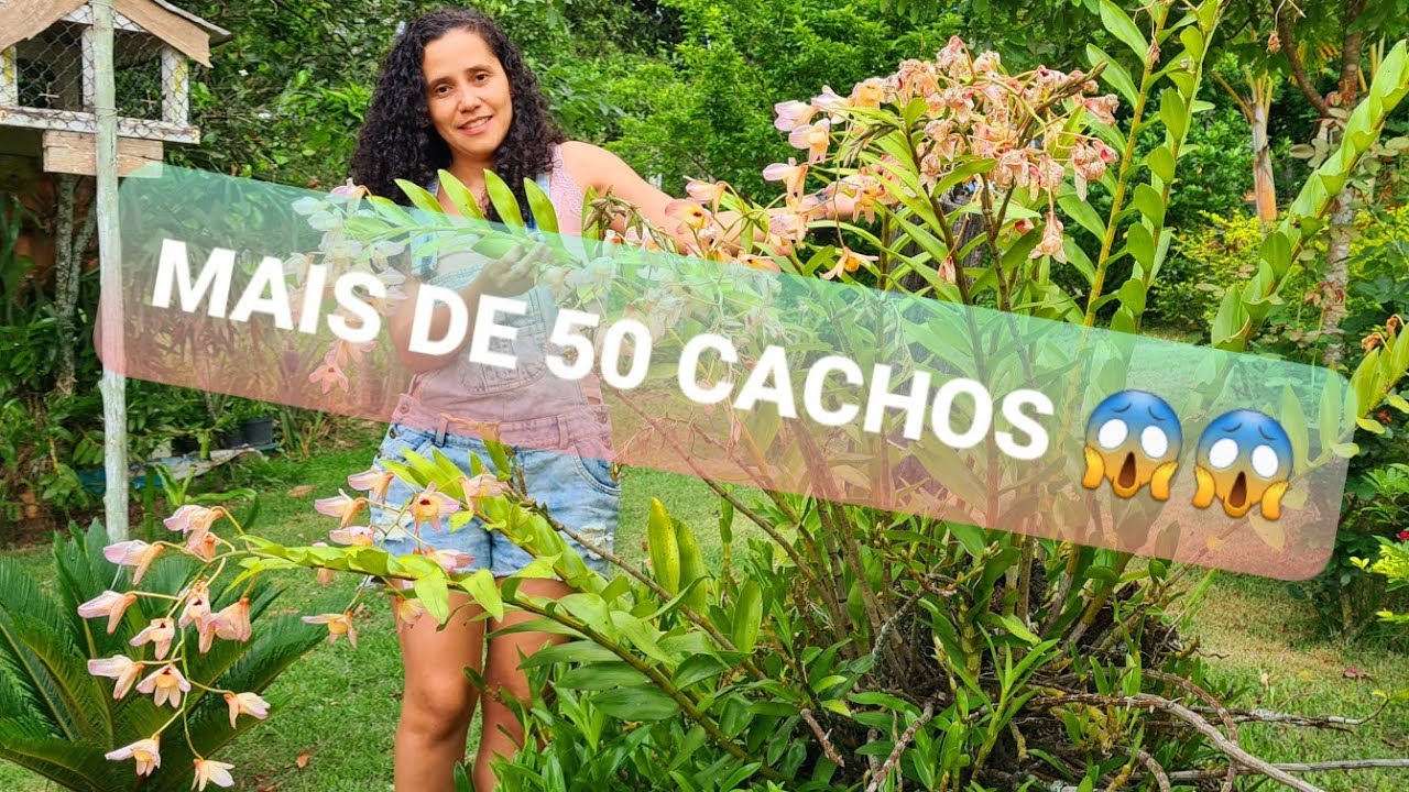 MAIS DE 50 CACHOS  💜DENDROBIUM MOSCHATUM DO SÍTIO 💜DESENVOLVIMENTO DA  FLORAÇÃO💜 SE DEU NOV.DEZ.2020
