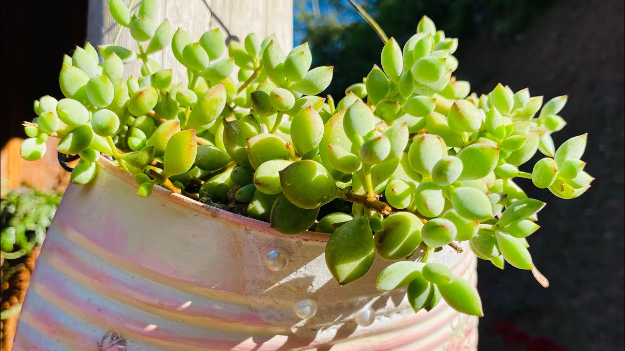 APRENDA COMIGO A COMO CULTIVAR E PROPAGAR ESTÁ LINDA SUCULENTA PENDENTE:  O COTYLEDOM PENDENS