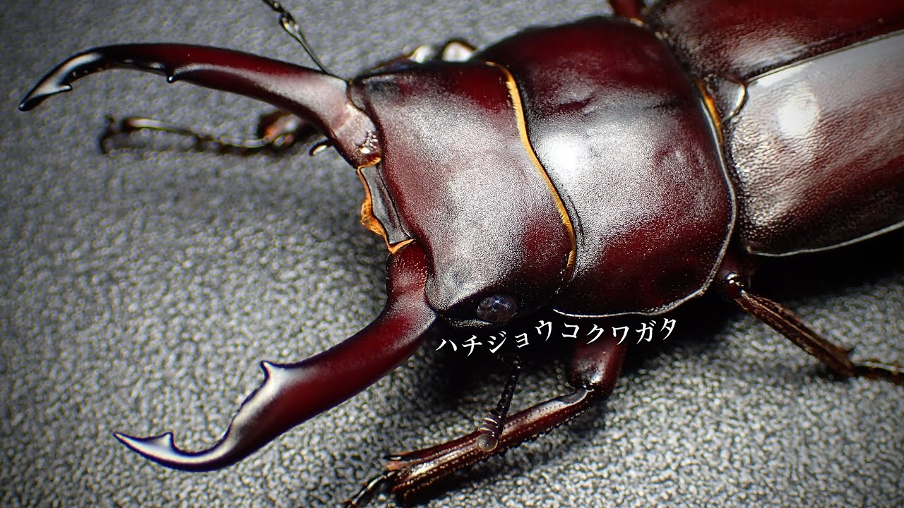ハチジョウコクワガタの成虫掘り出し【クワガタ飼育】