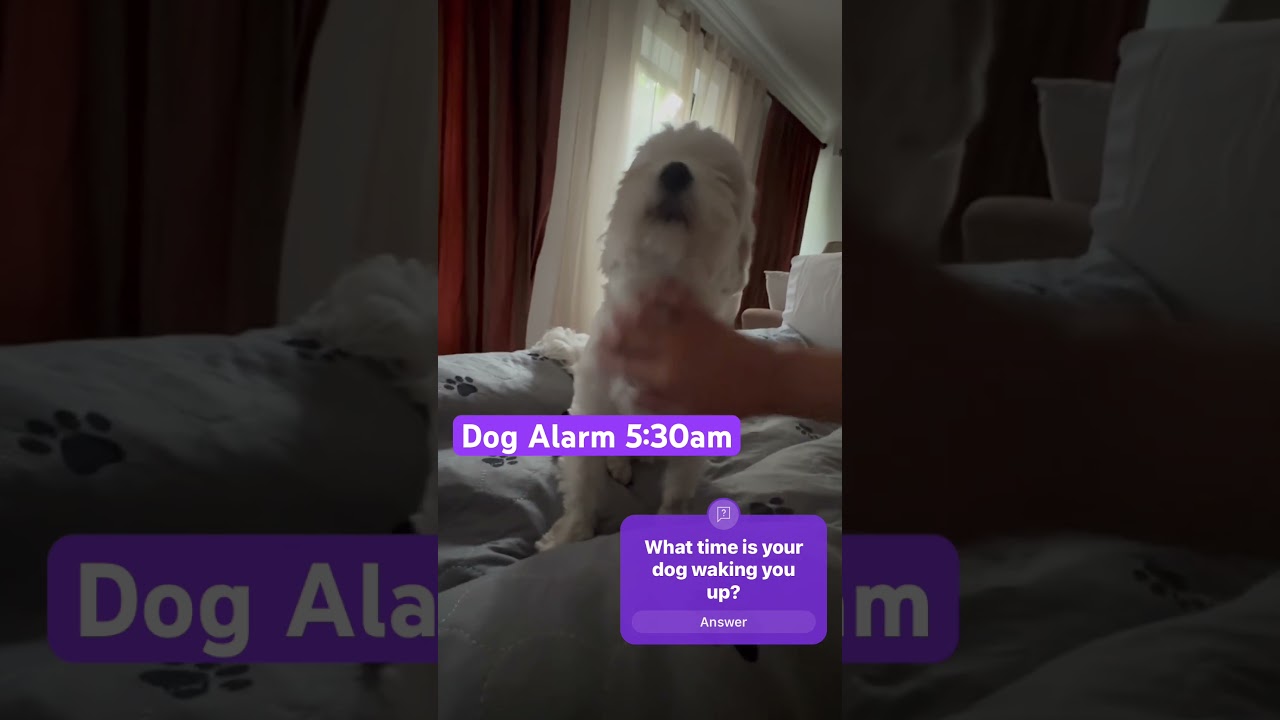 Early Morning Surprise: Puppy Wakes Owner for Cuddles!
